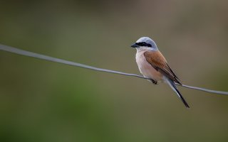 Ebel Vögel-8452.jpg