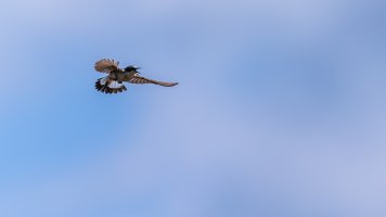 Ebel Vögel-7696-DxO_DeepPRIME XD3.jpg
