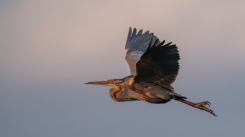 Ebel Vögel-4927-DxO_DeepPRIME XD3.jpg