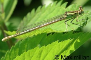 white_legged_2026__01.JPG