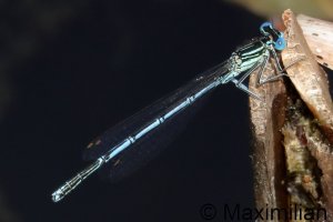 white_legged_2026__02.JPG