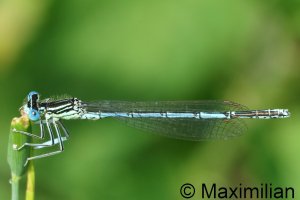 white_legged_2026__03.JPG