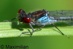 red_eyed_l_2026_01.JPG