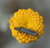3R3A9623-DxO_Oedemera lurida_viriscens_shaded_light.jpg