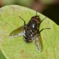 6L8A4252-DxO_Cluster_Fly_800mm_f16_iso800.jpg