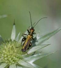 6L8A4266-DxO_Swollen_Thighed_Beatle_800mm_f16_iso1600.jpg