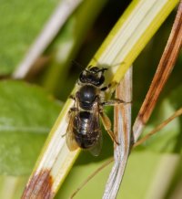 6L8A4342-DxO_Wilke's_mining_bee_1.jpg