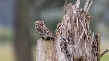 owl of Minerva aka Athene noctua_04.jpg