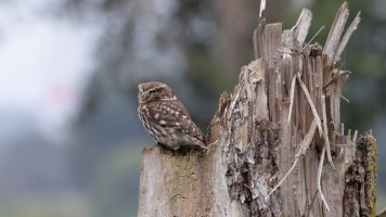 owl of Minerva aka Athene noctua_03.jpg