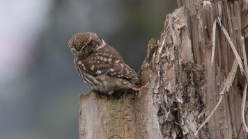 owl of Minerva aka Athene noctua_02.jpg