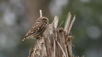 owl of Minerva aka Athene noctua.jpg