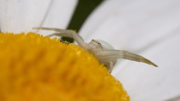Crab spider_04.jpg
