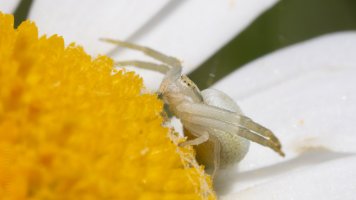 Crab spider_03.jpg