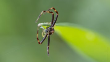 Crab spider_02.jpg