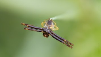 Crab spider.jpg