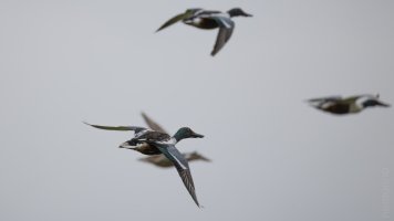 Northern shoveler if_04.jpg