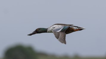 Northern shoveler if_03.jpg Northern shoveler if_03.jpg