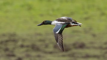 Northern shoveler if_02.jpg Northern shoveler if_02.jpg
