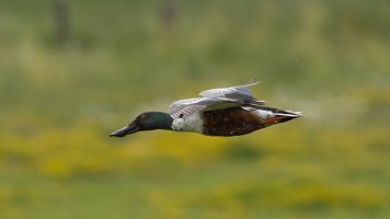 Northern shoveler if.jpg Northern shoveler if.jpg