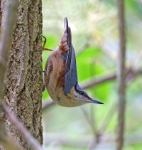 6L8A4496-DxO_9_Nuthatch_looking_down_forward_SHAUT.jpg