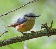 6L8A4538-DxO_9_Nuthatch_Perched_Shaut.jpg