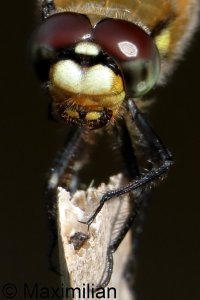 four_spotted_2026_03_R6m2.JPG