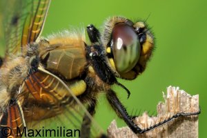 four_spotted_2026_05_R6m2.JPG