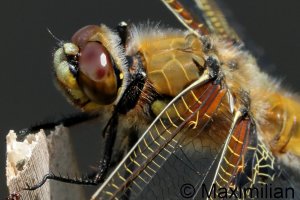 four_spotted_2026_06_500.JPG