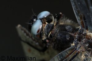 scarce_chaser_2026_17_R6m2.JPG