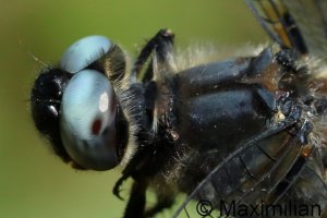scarce_chaser_2026_18_500.JPG