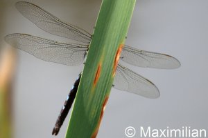 anax_2026_01.JPG
