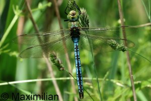 anax_2026_02.JPG