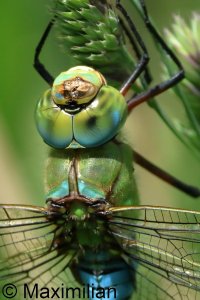anax_2026_03.JPG