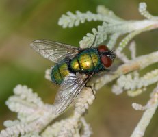 6L8A4967-DxO_green_bottle_fly_1000mm.jpg 6L8A4967-DxO_green_bottle_fly_1000mm.jpg