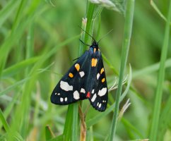 6L8A5373-DxO_Scarlet_Tiger_Moth.jpg 6L8A5373-DxO_Scarlet_Tiger_Moth.jpg