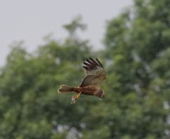 6L8A5267-DxO_Marsh_Harrier_Flying_prey_9.jpg