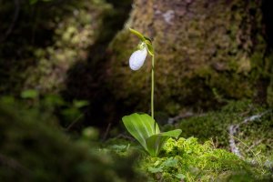 _V0A7993-Edit.jpg