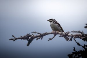 _V0A9145-Edit.jpg