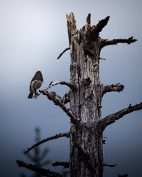_V0A8549-Edit.jpg