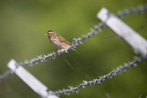 _V0A7427-Edit.jpg