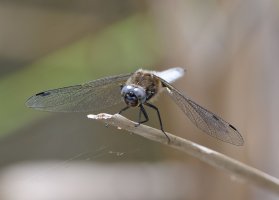 6L8A5388-DxO_Scarce_Chaser_dragonfly.jpg
