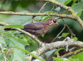6L8A5578-DxO_fledgling_Blackbird_Eating_Berry_bestSHAUT.jpg