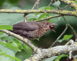Blackbird_Eating_Berry(1).gif