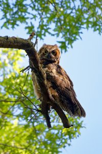 GHOwlet.jpg