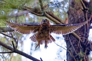 GHOwlet in Flight.jpg