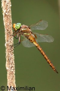 green_eye_2026_01.JPG
