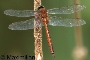 green_eye_2026_02.JPG