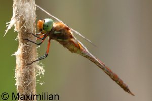 green_eye_2026_03.JPG