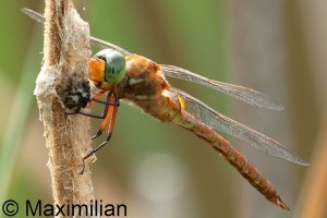 green_eye_2026_04.JPG
