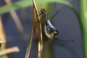skimmer_2026_02.JPG